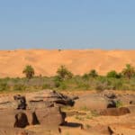 Le village pilote de Pierre Rabhi en mauritanie: Maaden El Ervane
