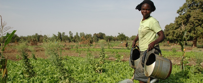 Arrosage d’un champ agroécologique au Burkina Faso