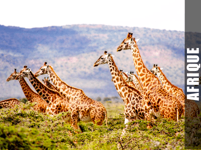 destination Afrique Point Voyages