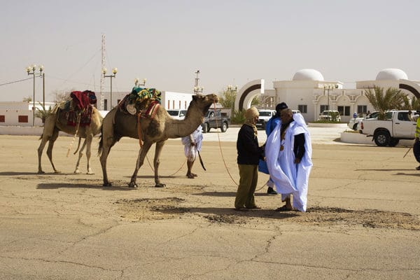 Chamelier à Aéroport Atar