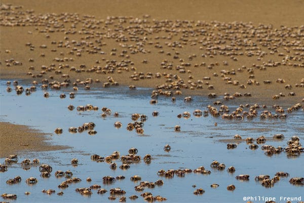 Crabes rivages banc arguin Mauritanie