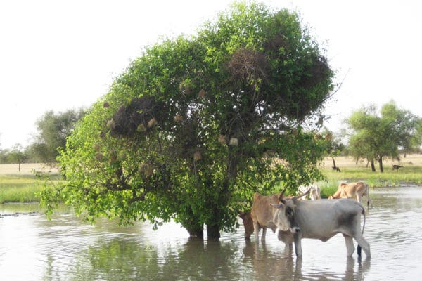 betail peul abreuvant dans marigot