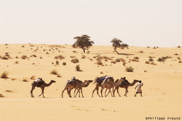 Caravane de chameaux Tagant