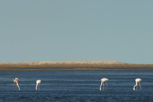 Flamants roses Parc national du Banc d'Arguin en Mauritanie