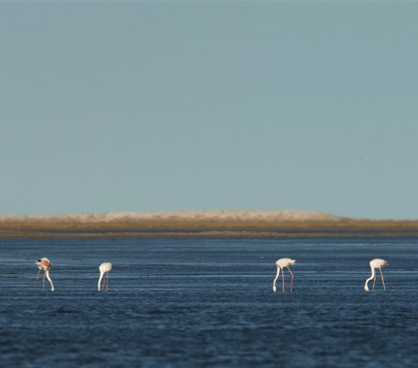 Flamants roses Parc national du Banc d'Arguin en Mauritanie