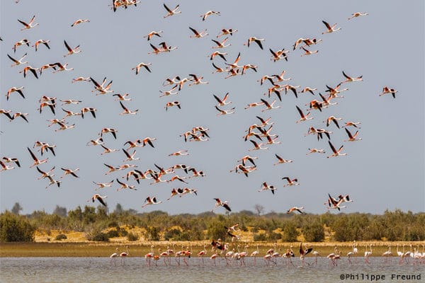 Envol flamants rose parc Diawling Mauritanie