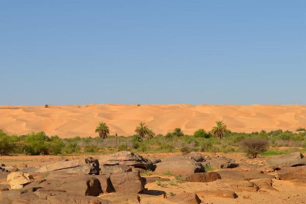 Paysage de la palmeraie de Maaden El Ervane