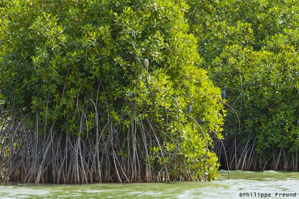 Mangrove Parc Diawling