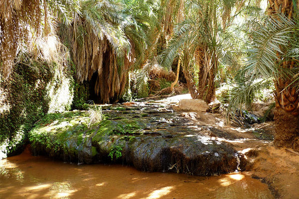 Oasis de Tergit en Mauritanie