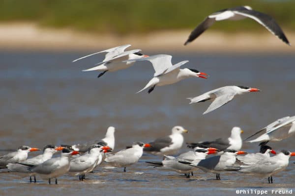 Envol d'oiseaux migrateurs Parc national du Band d'Arguin