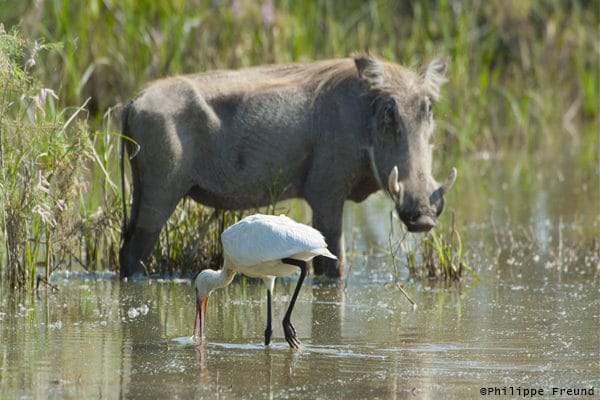 Phacochère et spatule d'Afrique au Parc de Diawling