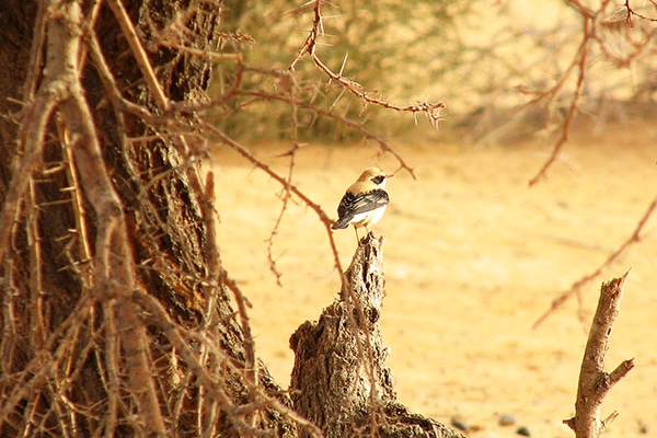 Oiseau du désert tagant