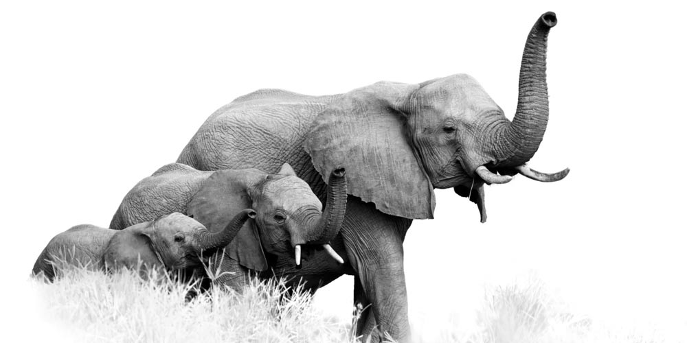 elephants Afrique