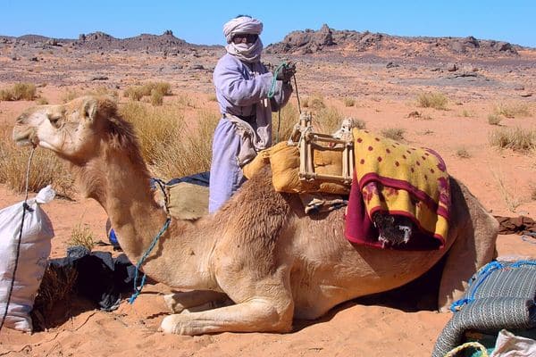 Chamelier et son chameau à Essendilene - Point-Afrique